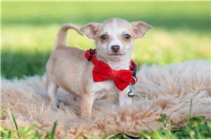 Daniel - Chihuahua for sale