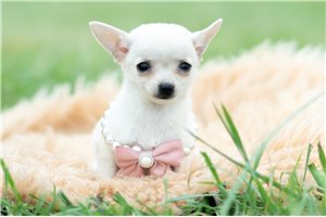 Delta - Chihuahua for sale