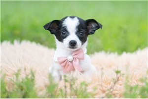 Nova - Chihuahua for sale