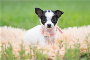 Nyla - Chihuahua for sale