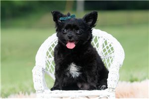 Sycamore - Chihuahua for sale