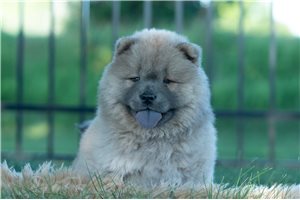 Willow - Chow Chow for sale