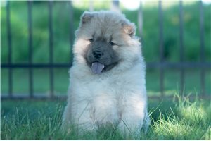 Walt - Chow Chow for sale
