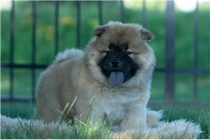 Walter - Chow Chow for sale