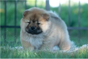 Wilma - Chow Chow for sale