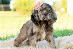 Fancy - Cocker Spaniel for sale