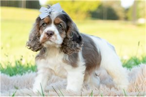 Fantasia - Cocker Spaniel for sale