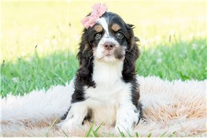 Faith - Cocker Spaniel for sale
