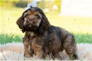 Falstaff - Cocker Spaniel for sale