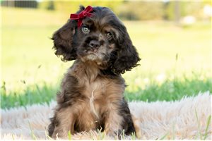Farrah - Cocker Spaniel for sale