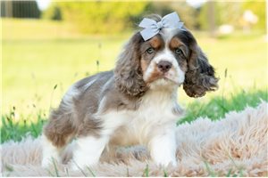 Turner - Cocker Spaniel for sale