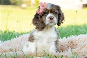 Fannie - Cocker Spaniel for sale