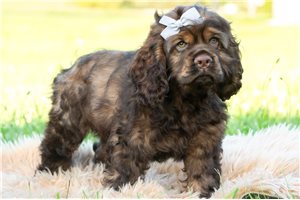Gage - Cocker Spaniel for sale