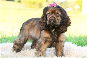 Gabby - Cocker Spaniel for sale