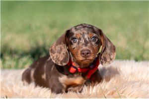 Parrish - Dachshund, Mini for sale