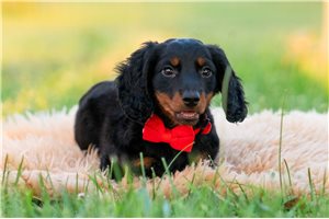 Blake - Dachshund, Mini for sale