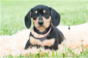 Clover - Dachshund for sale