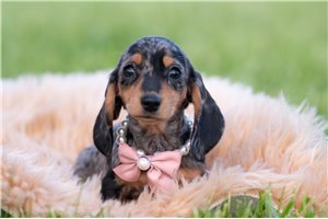 Gwen - Dachshund, Mini for sale