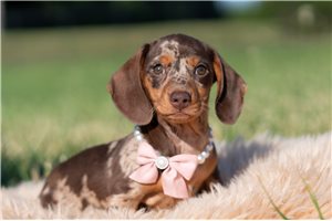 Patsy - Dachshund, Mini for sale