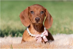 Paradise - Dachshund, Mini for sale
