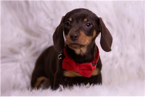 Bilbo - Dachshund, Mini for sale