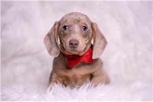 Arlo - Dachshund, Mini for sale