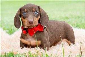 Cliff - Dachshund for sale