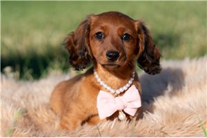 Pansy - Dachshund, Mini for sale