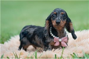 Carolyn - Dachshund, Mini for sale