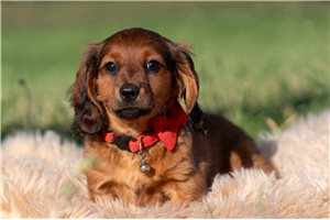 Parka - Dachshund, Mini for sale