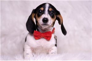 Ashton - Dachshund, Mini for sale