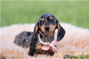 Gwen - Mini Dachshund for sale