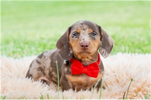 Blaine - Dachshund, Tweenie for sale