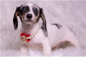 Antonio - Dachshund, Mini for sale