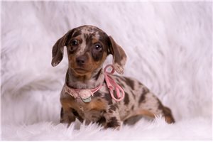 Blaire - Dachshund, Mini for sale