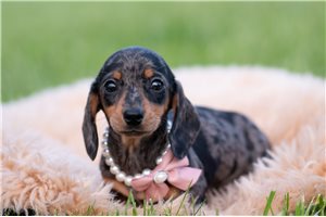 Gretel - Mini Dachshund for sale