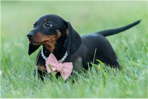 Britt - Dachshund, Mini for sale