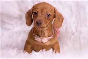 Breslin - Dachshund, Mini for sale