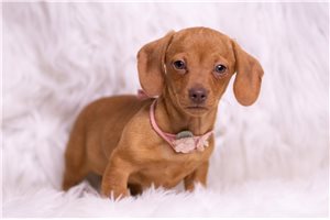 Breslin - Mini Dachshund for sale