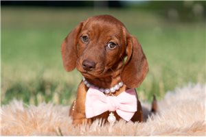 Peace - Dachshund, Mini for sale