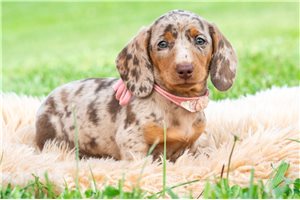 Blossom - Dachshund, Tweenie for sale