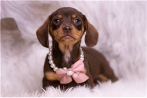 Betsy - Dachshund, Mini for sale