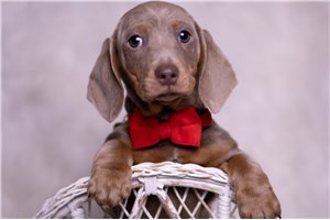 Austin - Dachshund, Mini for sale