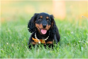 Blane - Dachshund, Mini for sale