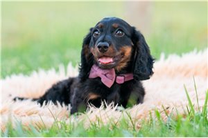 Blank - Dachshund, Mini for sale