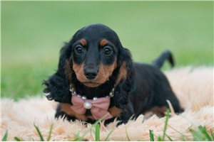 Carly - Mini Dachshund for sale
