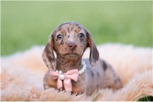 Greta - Dachshund, Mini for sale
