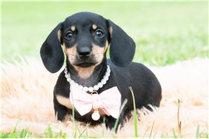 Clarissa - Dachshund for sale