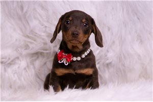 Barnum - Dachshund, Mini for sale