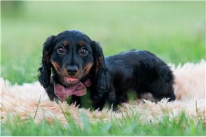 Blank - Dachshund, Mini for sale